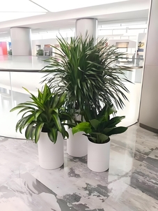 租宁波余姚盆景，享优质服务，扮靓空间